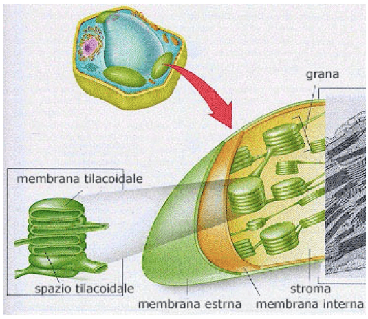 Anatomia di un cloroplasto
