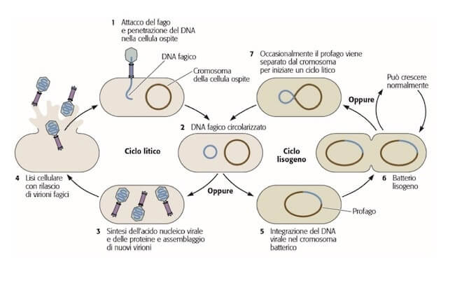Il ciclo litico e lisogeno dei batteriofagi.