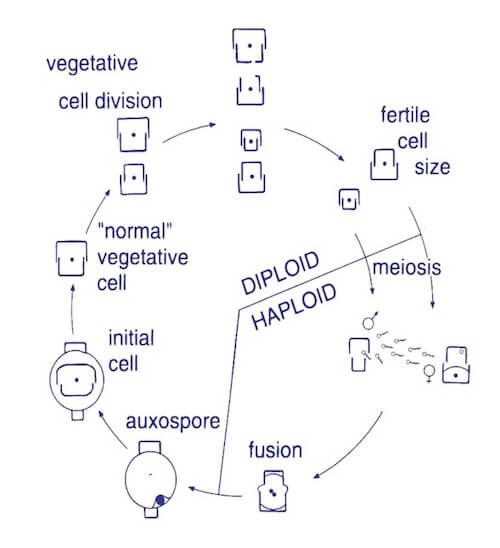 ciclo vitale delle diatomee