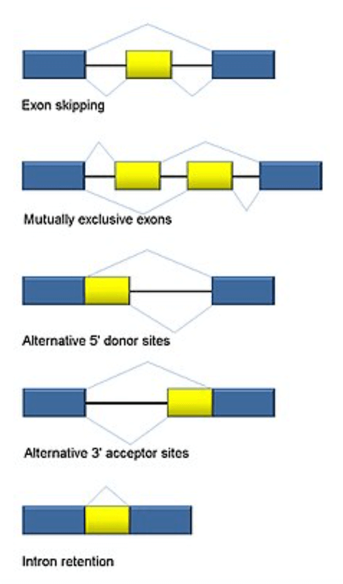 Cinque modalità di Splicing Alternativo