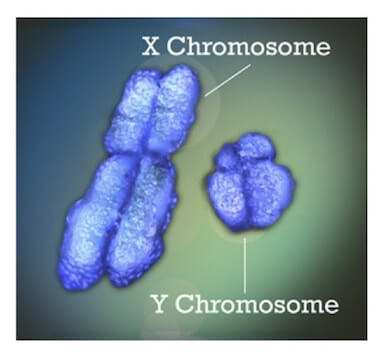 Il cromosoma X è notevolmente più grande del cromosoma Y