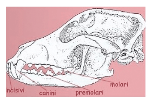 Dentatura eteromorfa dei mammiferi
