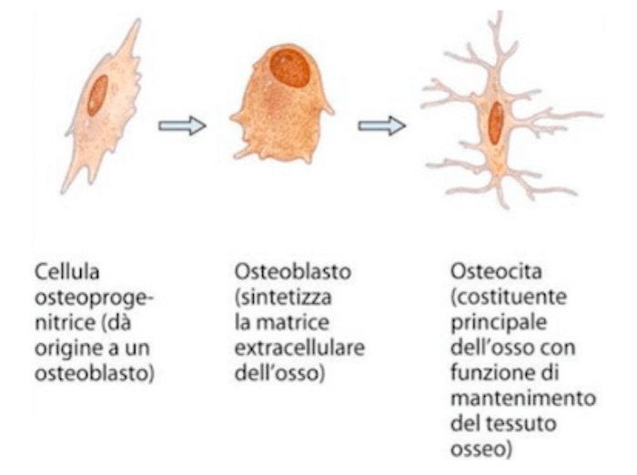 Differenziazione delle cellule del tessuto osseo