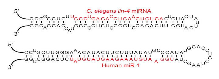 Esempi di MicroRNA