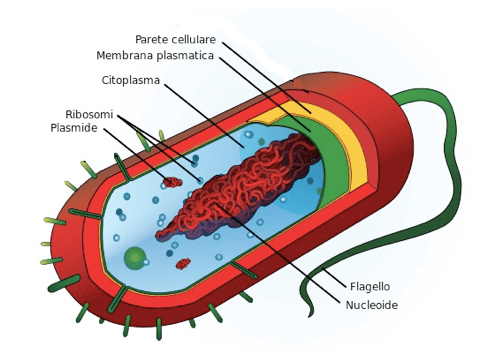 Esempio di cellula procariotica