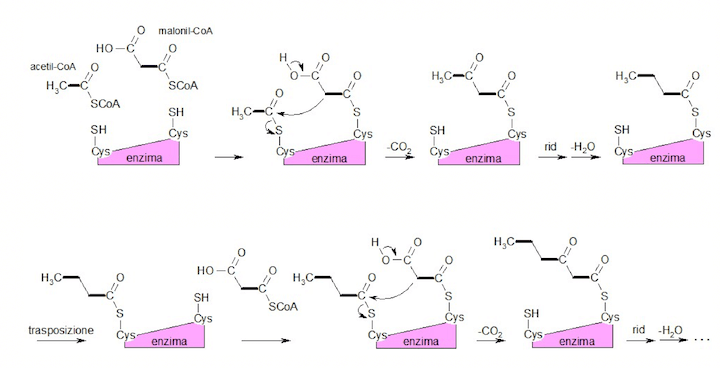 Rappresentazione delle reazioni catalizzate dal complesso dell'Acido Grasso Sintasi.