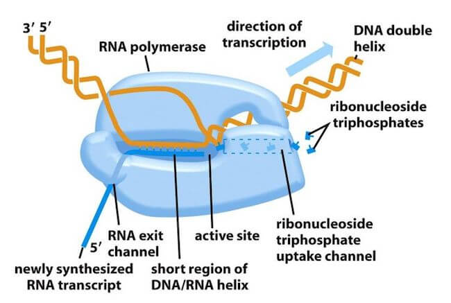 RNA Polimerasi Batterica