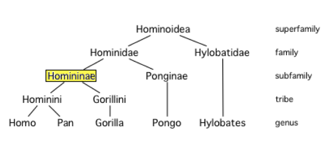 Sistematica della famiglia Hominoidea
