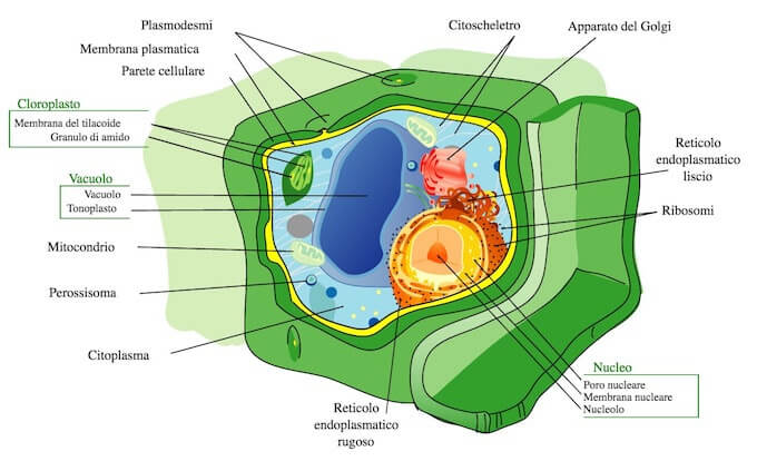 struttura della cellula vegetale