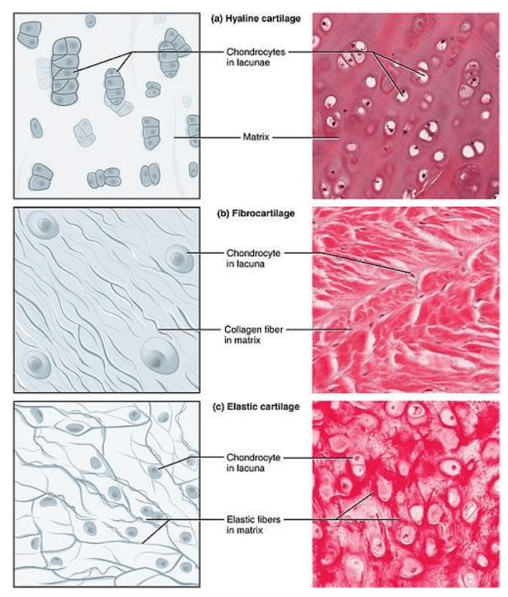 Tipologie di Cartilagine