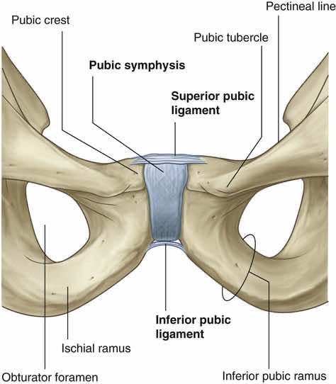 legamento pubico