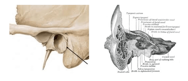 cranio del canale facciale