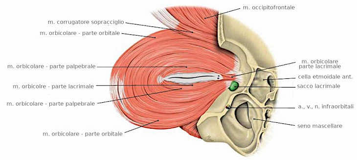 Muscoli delle palpebre