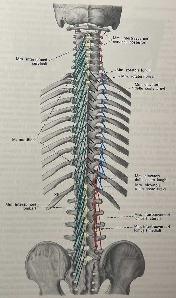 Muscoli interspinosi