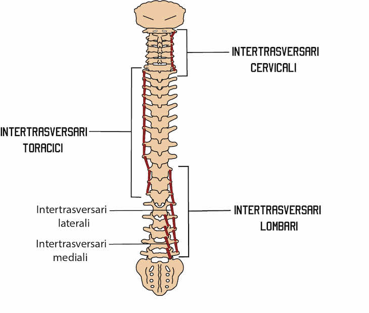 Muscoli intertasversari