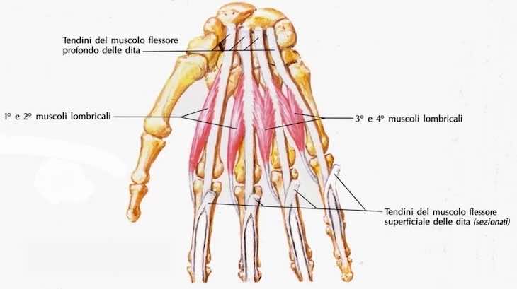 Muscoli lombricali della mano