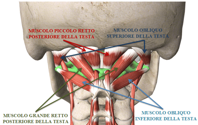 Muscolo grande retto posteriore della testa