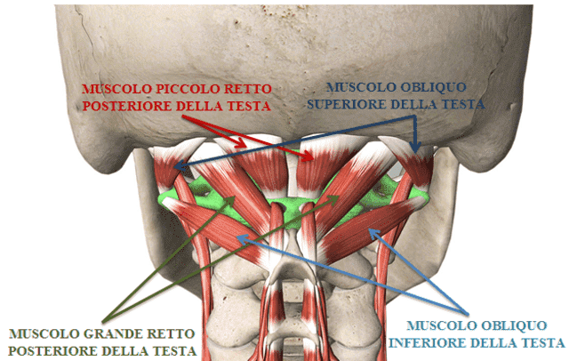 Muscolo obliquo inferiore della testa