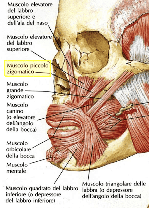 Muscolo piccolo zigomatico