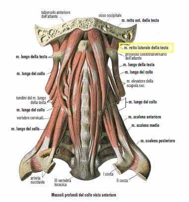 Muscolo retto laterale della testa 