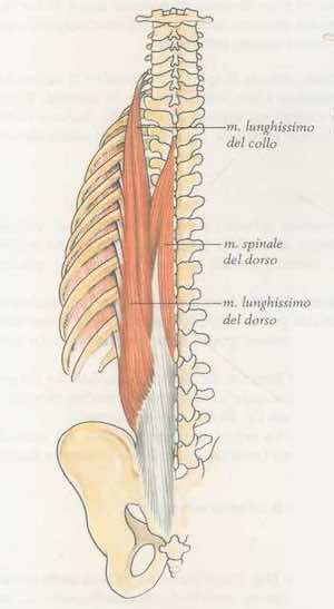 Muscolo spinale del dorso