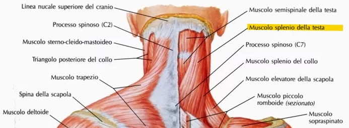 Muscolo splenio della testa