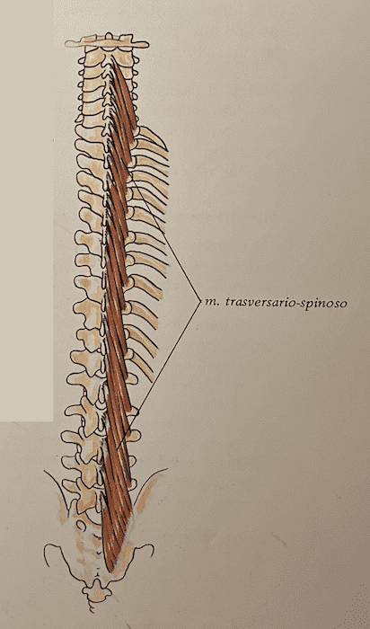 Muscolo trasversario-spinoso