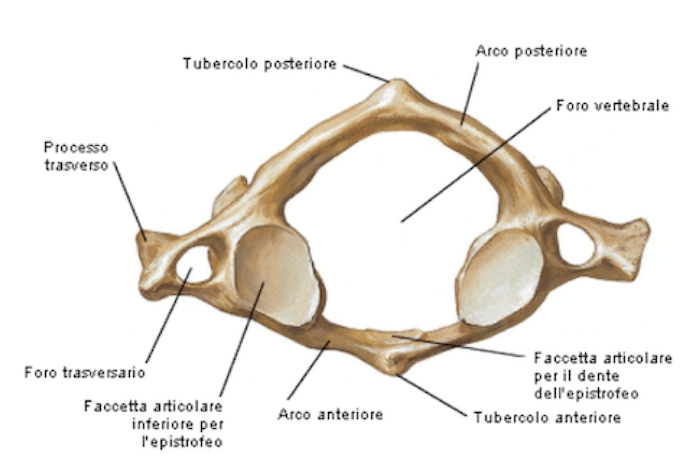 Atlante (vertebra)