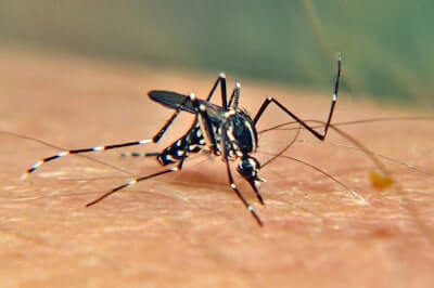 Aedes albopictus “Zanzara tigre”