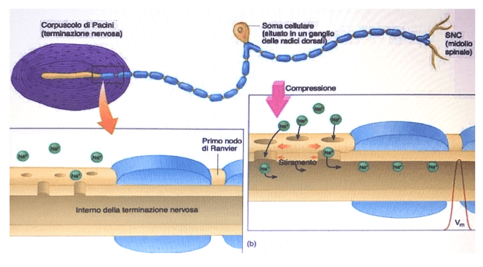 Azione dello stimolo sensoriale che concorre alla creazione del potenziale di recettore e la propagazione dell'impulso