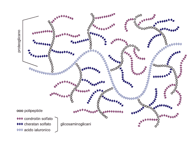 Disposizione spaziale e costituzione chimica dei proteoglicani