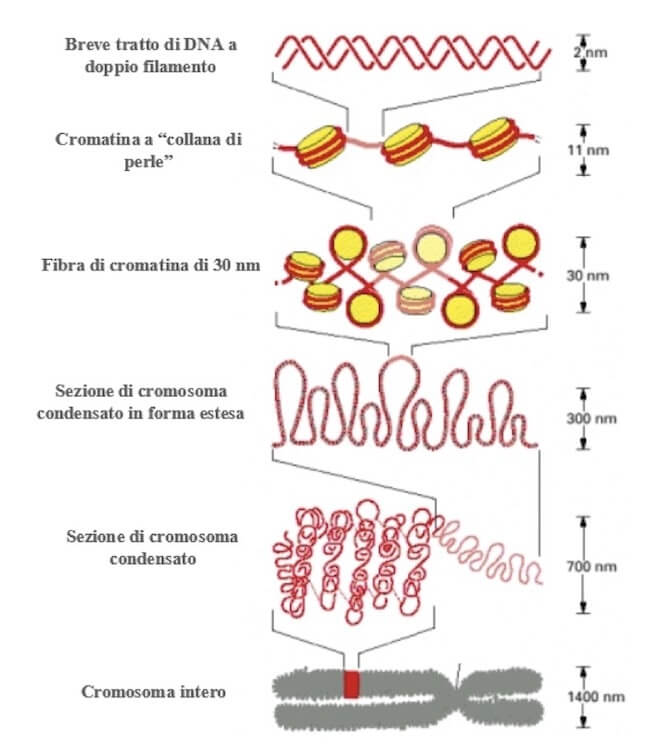 Cromatidi