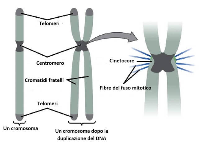 Cromosomi