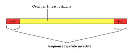 Esempio di sequenze di inserzione (IR)