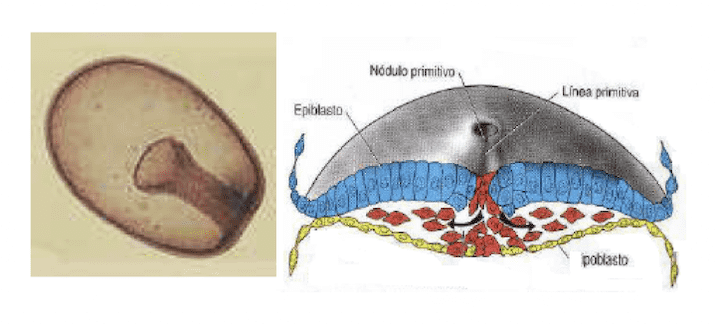 Gastrula e schema della gastrulazione