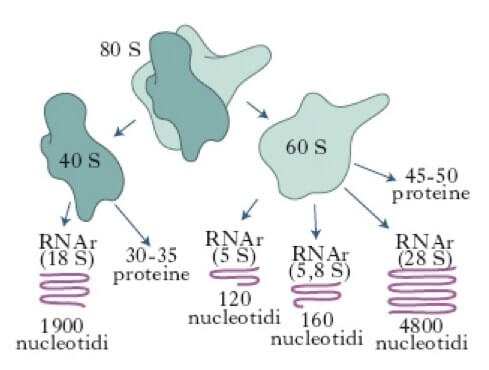 Gli rRNA nei ribosomi