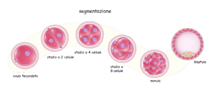 Segmentazione dall'ovulo fecondato