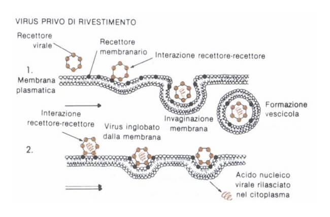 Virus Biologia